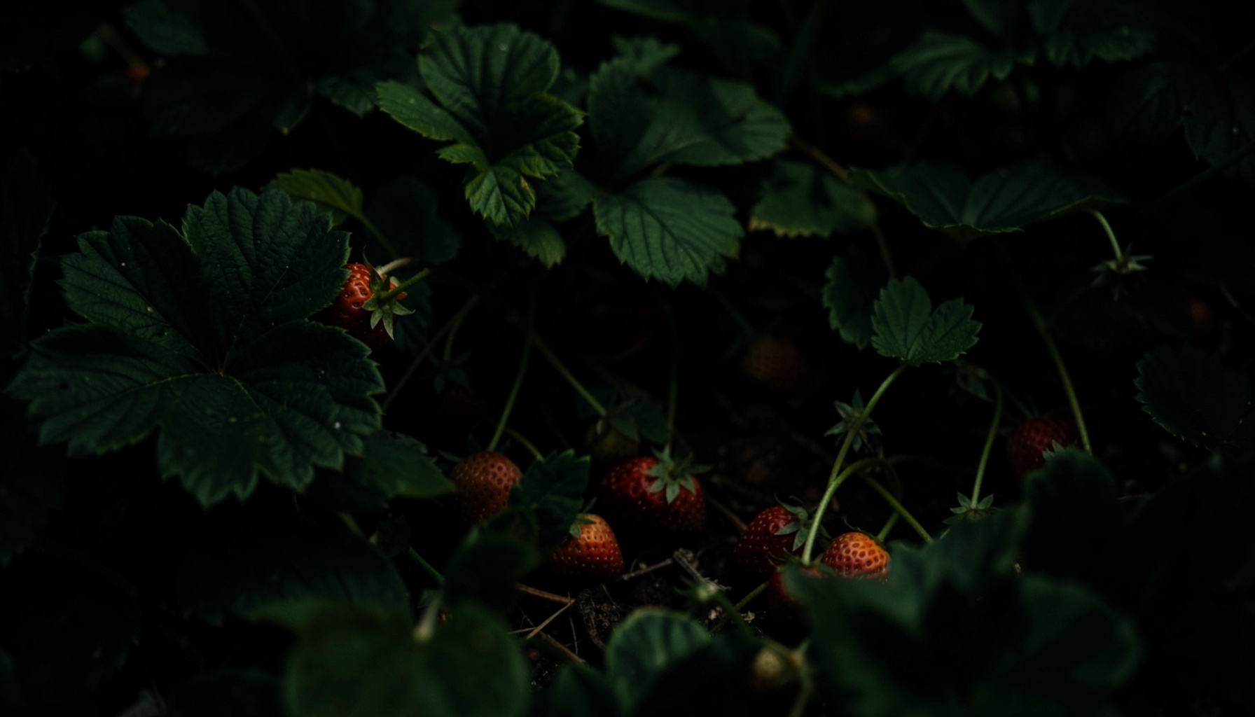Dark green foliage with deep shadows and scattered ripe strawberries, low-key moody atmosphere