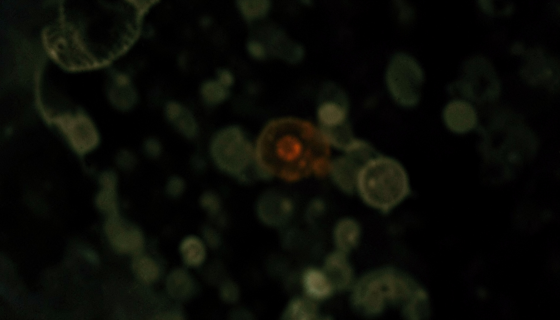 Dark microscopic-style abstract shapes in muted greens and browns, low-key scientific atmosphere