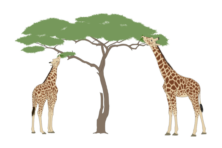 Illustration of two giraffes eating leaves from a tree, brown and green colors, simple flat style