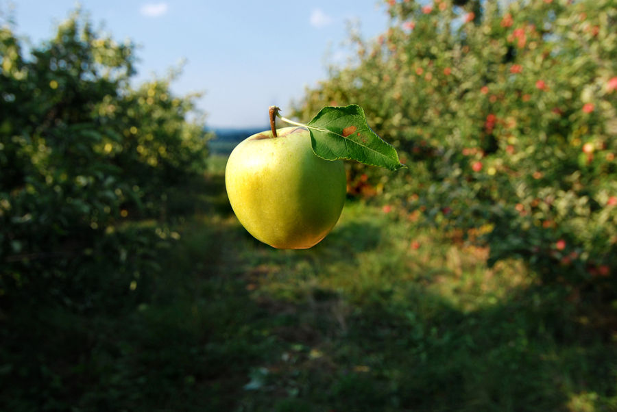 Close-up of a single green apple with a leaf in an orchard, bright natural light.